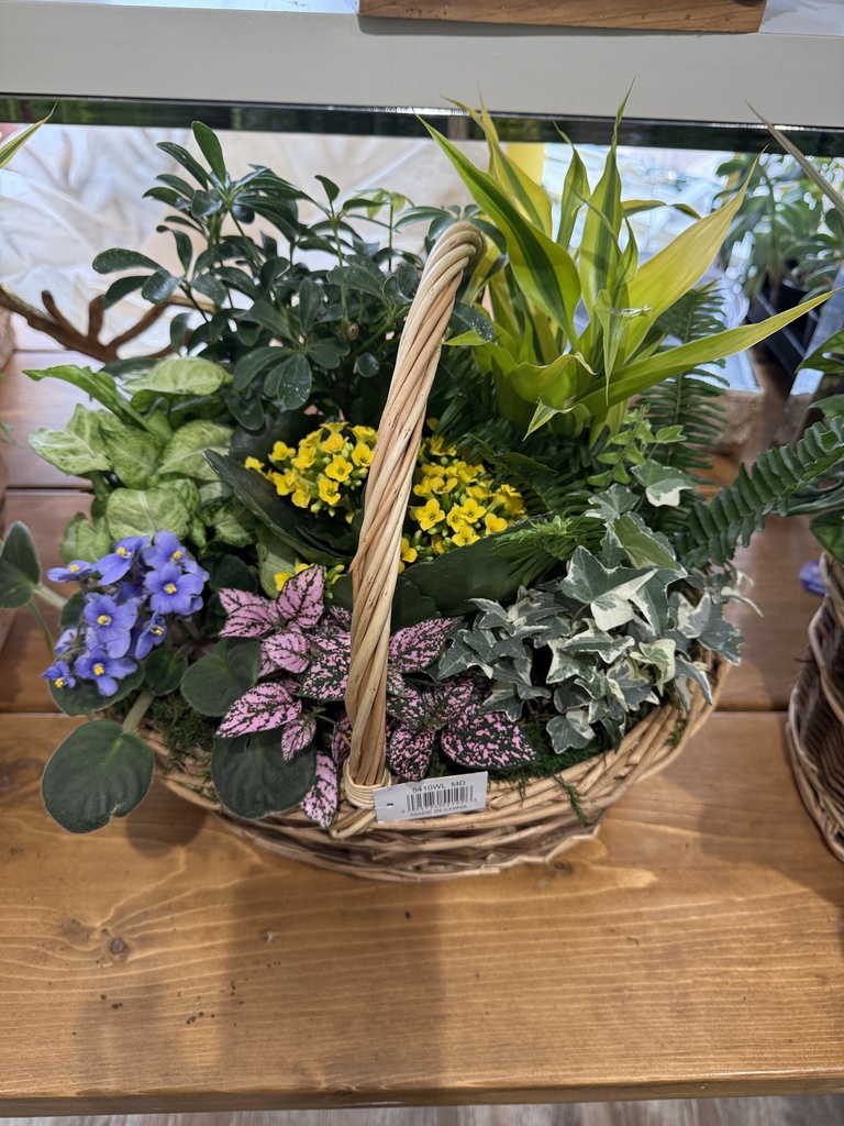 PLANTS - Olivia Garden