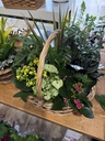 PLANTS - Olivia Garden